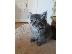 PoulaTo: Norwegian Forest X Ragdoll Kittens